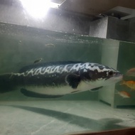 ikan predator toman betina jumbo