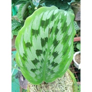 ☇❖Available Live plants for sale (Calathea Ginger Peacock)