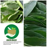 daun cincau hijau perdu segar 1 kg - cingcau hijau obat herbal