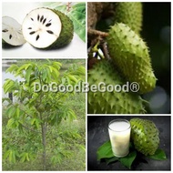 5pcs Soursop Plant Seeds/Biji Benih Durian Belanda