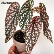 tanaman hias begonia maculata- begonia polkadot