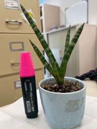 棒葉虎尾蘭盆栽