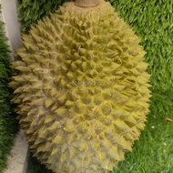 Durian musang king nusantara Grade A fresh utuh 1.8 kg