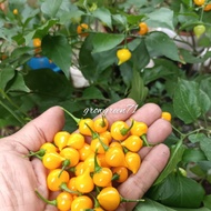 5 pcs Benih cili■105-Biquinho / Chupentiho Yellow chili pepper seeds Ready Stock Sarawak