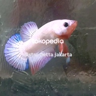 ikan cupang flamingo