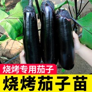 Shouguang Barbecue Eggplant Seeds Seeds Eggplant Seeds Extra Large Grafting Four Seasons with Soil L