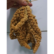 Hamster millet (30gr - 70gr)