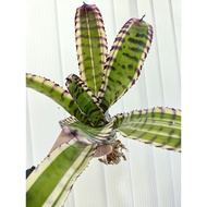 bromeliad neoreglia Alcatraz