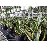 Sansevieria trifasciata/Snake plant/Mother-in-law's tongue/Air purified plant/Indoor Plant