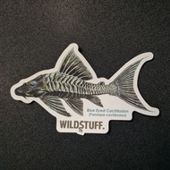 Pleco BLUE FISH STICKER EYES COCHLIODON