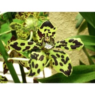 Grammatophyllum Hybrid | Seedling