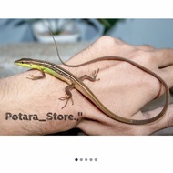 kadal rumput ekor panjang atau grass lizard long-tailed