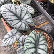 Alocasia Dragon Moon