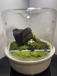 苔蘚生態缸/ 生態瓶 植物造景 枱面擺設 office辦公室盆景 風水 治療