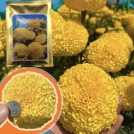เมล็ดดอกดาวเรืองสีเหลืองรุ่นใหม่ล่าสุด ดอกกลมดอกใหญ่ ได้น้ำหนักดี ปลูกได้ทุกฤดู ราคาเกษตรกร 1-10 กรัม ( 1 กรัม ประมาณ 300-350 เมล็ด)
