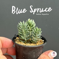Sedum Rupestre Blue Spruce ไม้อวบน้ำ กุหลาบหิน Cactus&amp;Succulent หลากหลายสายพันธุ์