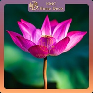 HMC Real Lotus Water Plant Bunga Teratai Bunga Lotus Hidup Berkebun Taman Bunga Flower Garden
