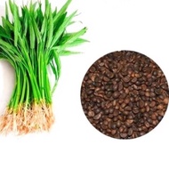 Benih Kangkung Gred AA Water Convolvulus Seed 220-250 biji