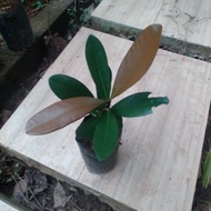 Garcinia subelliptica / fukugi tree / manggis jepun