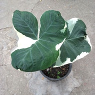 Caladium Mickey / 米奇芋叶