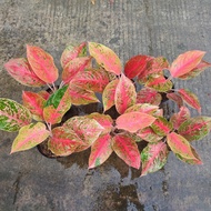 aglaonema striptease