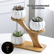 KAYU Wooden succulent stand