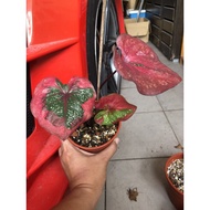 keladi/ caladium cat tumpah