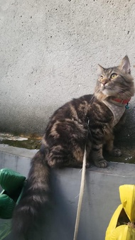 Kucing Bigbone PERSMED/ Persia Medium Bulu Kapas Longhair