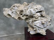 收藏品 鋸齒 牡蠣 硨磲 化石 擺件 能量 磁場 疊層 標本 展覽 擋煞 空間 藝術 藝品