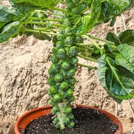 Benih Kubis Baby Brussel Sprouts Long Island15pcs/Baby Cabbage/孢子甘蓝种子