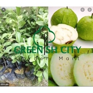 <Greenheavenz> Giant Guava Fruit Tree Live Plant Anak Pokok Buah Jambu Lohan