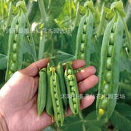 Pea Seeds Dutch Bean Seeds Seeds Four Seasons Sowing Vegetable Seeds Daquan Balcony Vegetable Seedli
