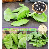 10pcs Seed Green Hyacinth Bean Benih Biji Kacang Sepat Hijau 绿皮扁豆