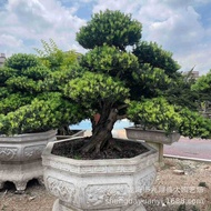 Large Arhat Pine Arhat Pine Arhat Pine Courtyard with Linshui Arhat Pine Diagonal Shape Wholesale Mo