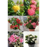 [1 keratan 枝条] Bunga ixora daun kecil / ixora cutting / 仙丹花支条