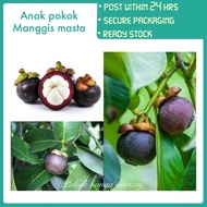 PBN - anak pokok manggis masta - pokok bunga nursery mesta master yg cepat rajin berbuah besar fruit