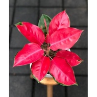 tanaman hias aglonema kochin merah - bunga aglonema kocin merah -