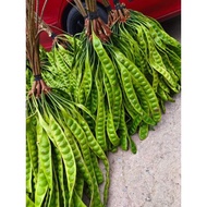 Petai 50 keping/Petai Fresh gred A