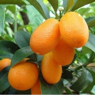 Bibit jeruk Nagami
