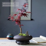 Linya Red Maple Bonsai Green Plant Old Pile Pot Living Room Office Indoor and Outdoor Desktop Red Maple Seedlings Four S