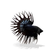 Cup4ng Crowntail Hias Grade A Ukuran L–XL