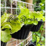 Lettuce seeds| Lollo Bionda redleaf (100seeds)