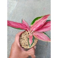 Sindo - Aglaonema Red Ayu Live Plant 1AWZBEQ3OH