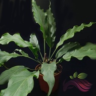 Anthurium Jungle Bush Plowmanii by LS Group