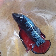 ikan cupang avatar