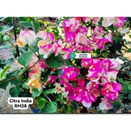 Bunga Kertas Bougainvillea Citra India