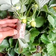 Bibit Strawberry Jumbo Manis Berbunga untuk Ditanam di Dataran Rendah