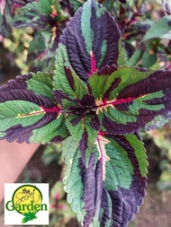 Mayana Coleus Camouflage Heart (Rare Mayana) with FREE plastic pot, and garden soil (Outdoor Plant, Real Plant, Live Plant and Limited Stock)