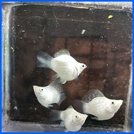 ✅ ﹊ ◆ Aquatic Stem plant Red Rubin for PKBM and Lemonade Ninja balloon molly