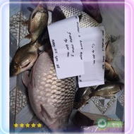 New Essen Ikan Mas Premium Essen Oplosan Ikan Mas Paling Ampuh Gacor
